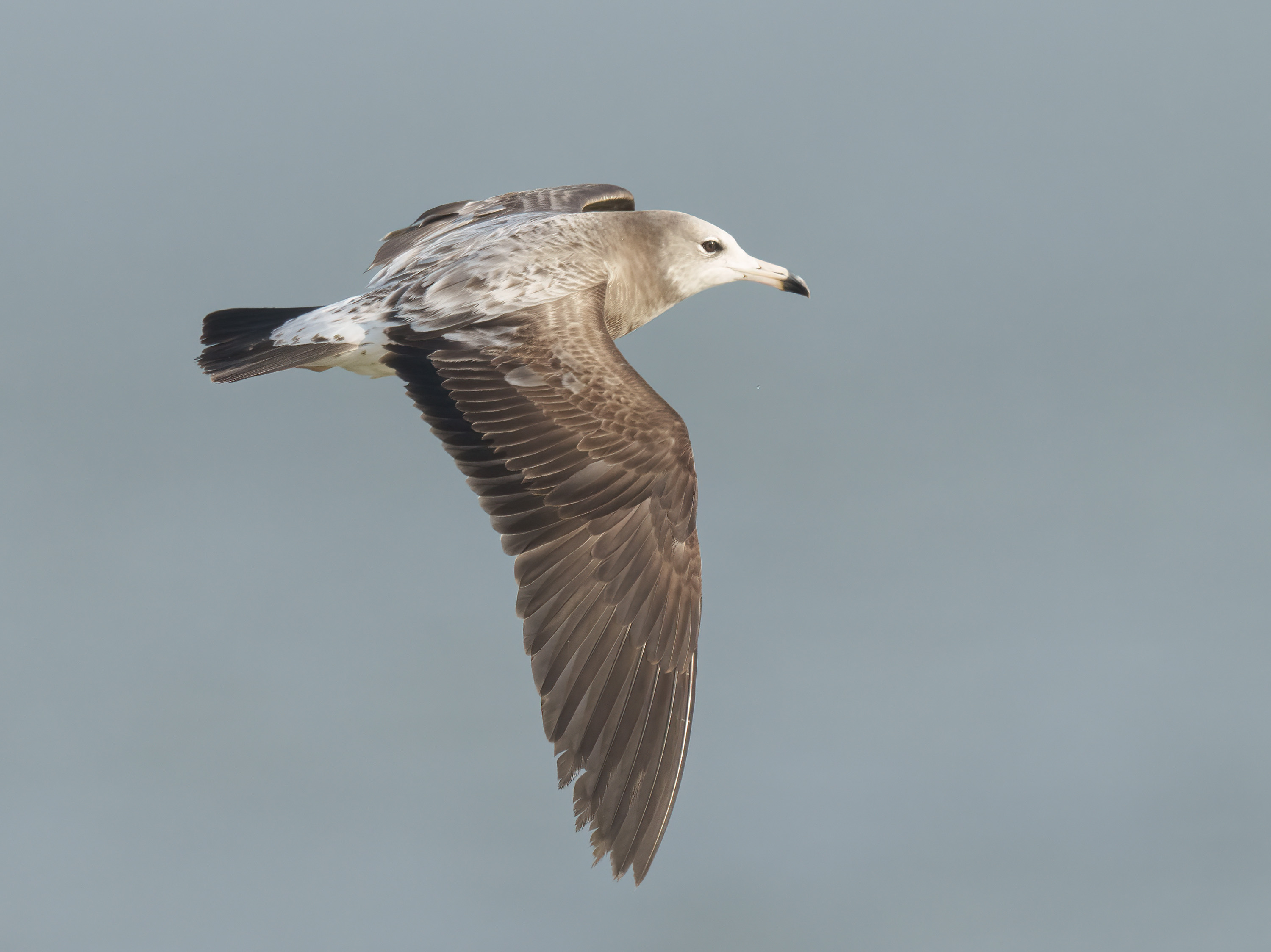 Black-tailed Gull DSC03016 D.jpg
