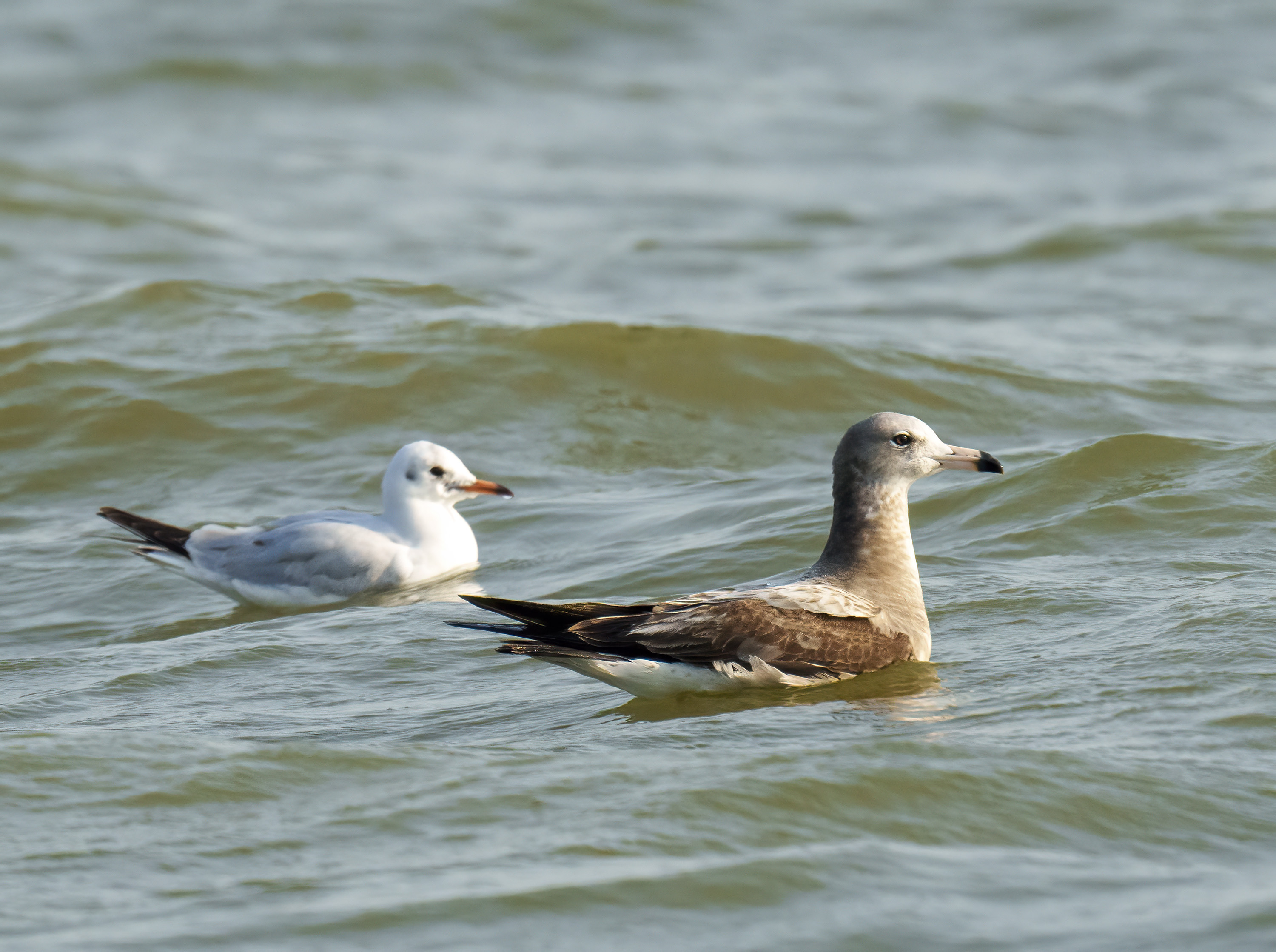 Black-tailed Gull DSC03041 D.jpg