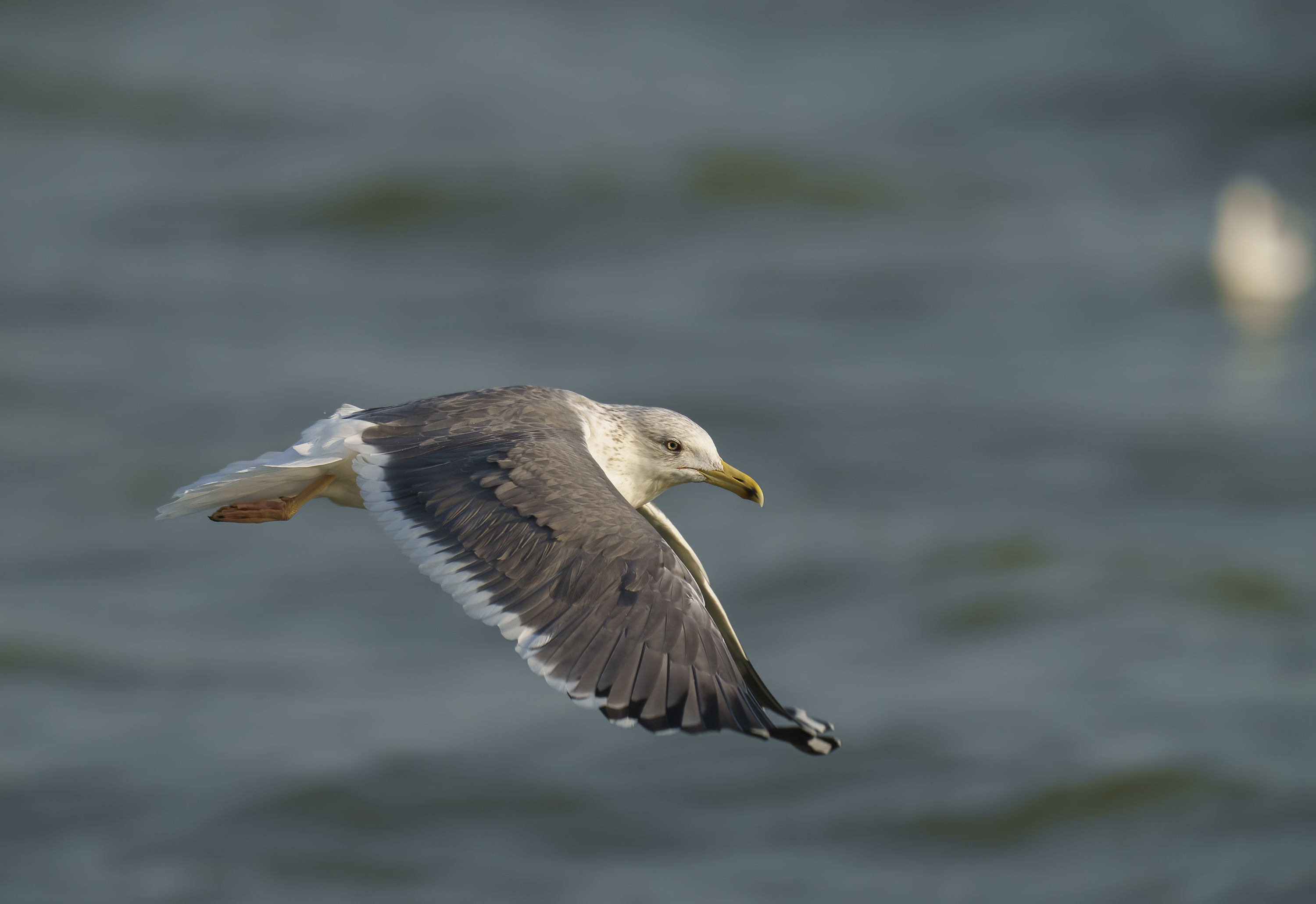 Lesser Black-backed Gull DSC04570 D.jpg