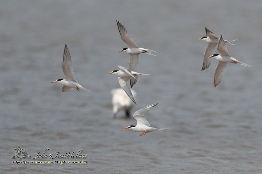 230404_LittleTERNs_J_A22-01.jpg