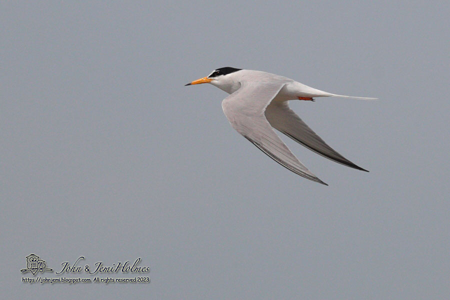 230404_LittleTERN_J_A234-01.jpg