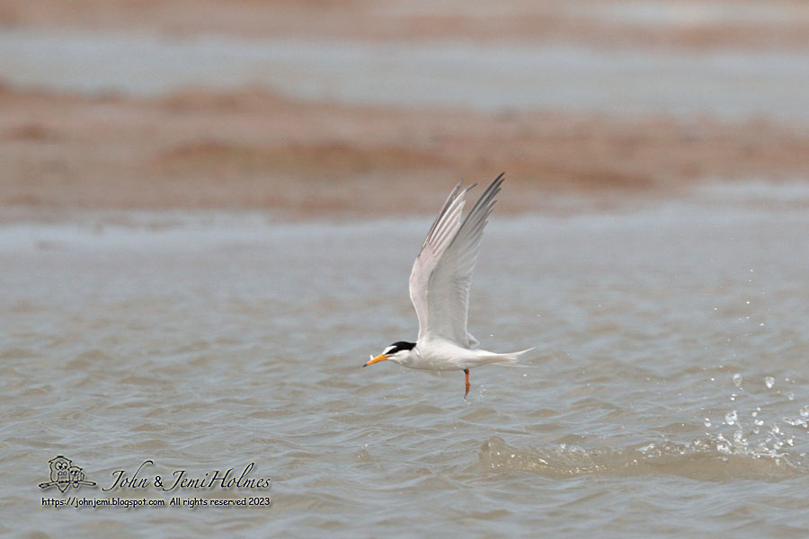 230404_LittleTERN_J_A226-01.jpg