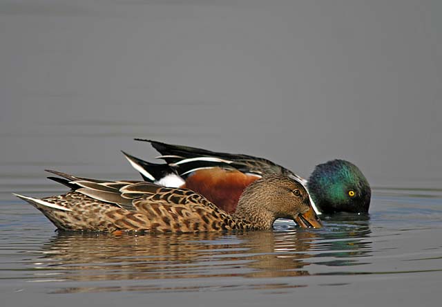 northern shovelers.pair DSCN6970.jpg