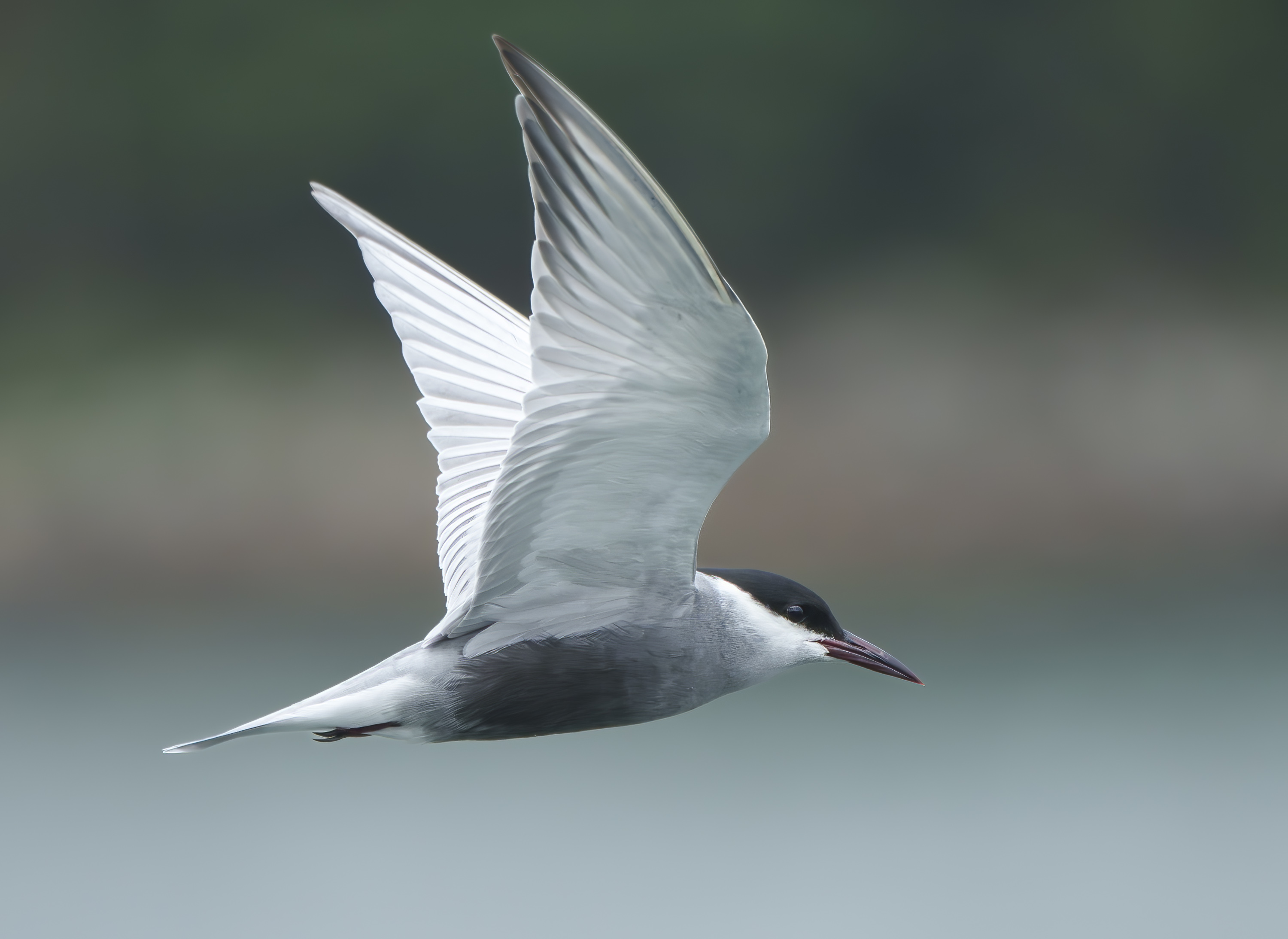 Whiskered Tern DSC01285 D.jpg