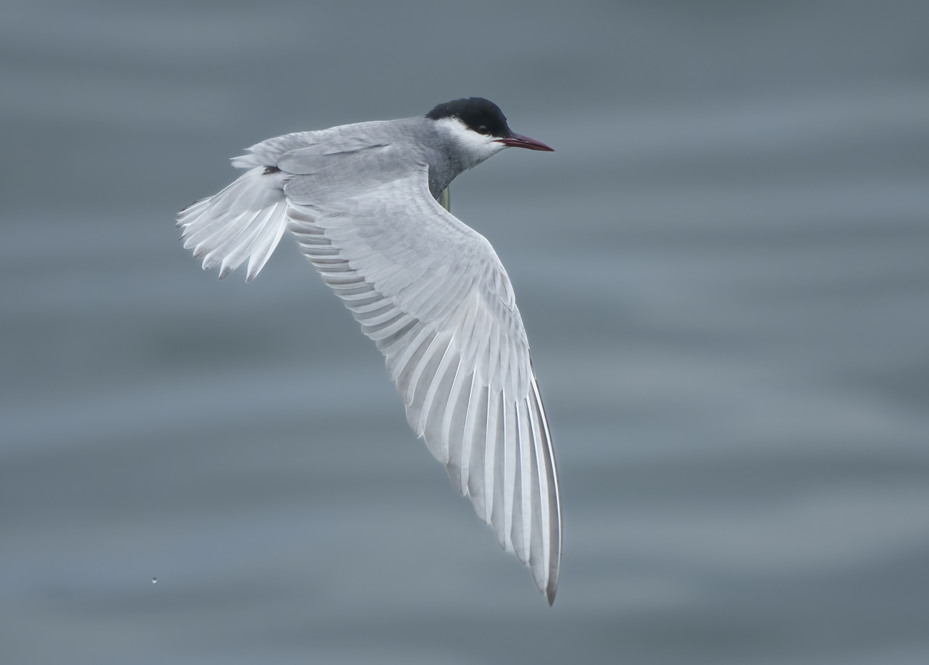 Whiskered Tern DSC01408 D.jpg