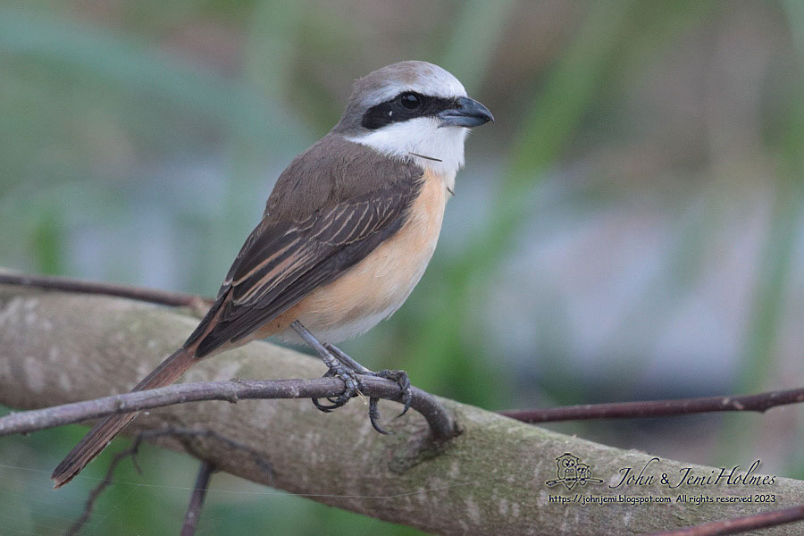 230513_BrownShrike_J_A62-02.jpg