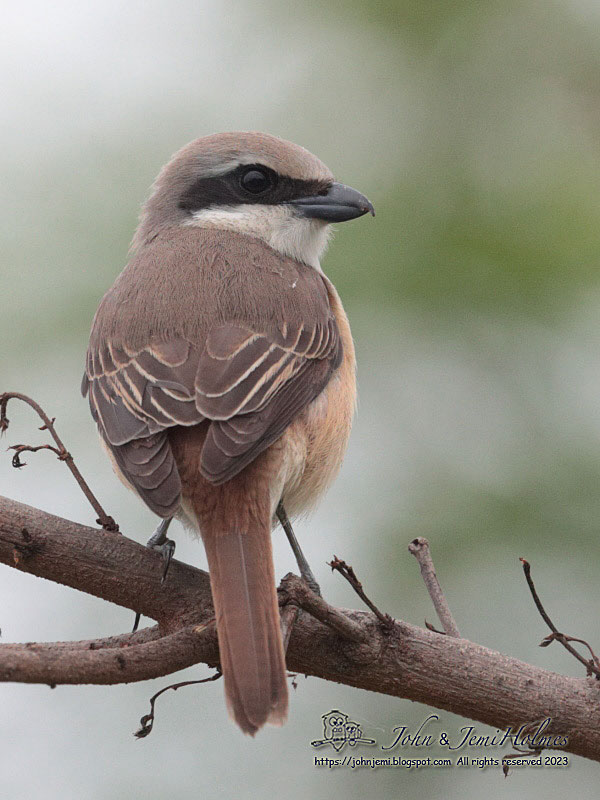 230513_BrownShrike_J_A62-01.jpg