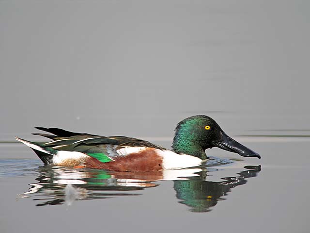 northern shovelers.male DSCN7018.jpg