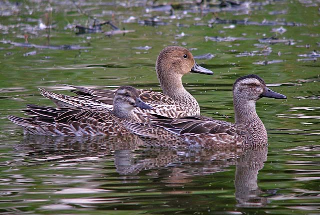 garganey.fems.wigeon DSCN7555.jpg