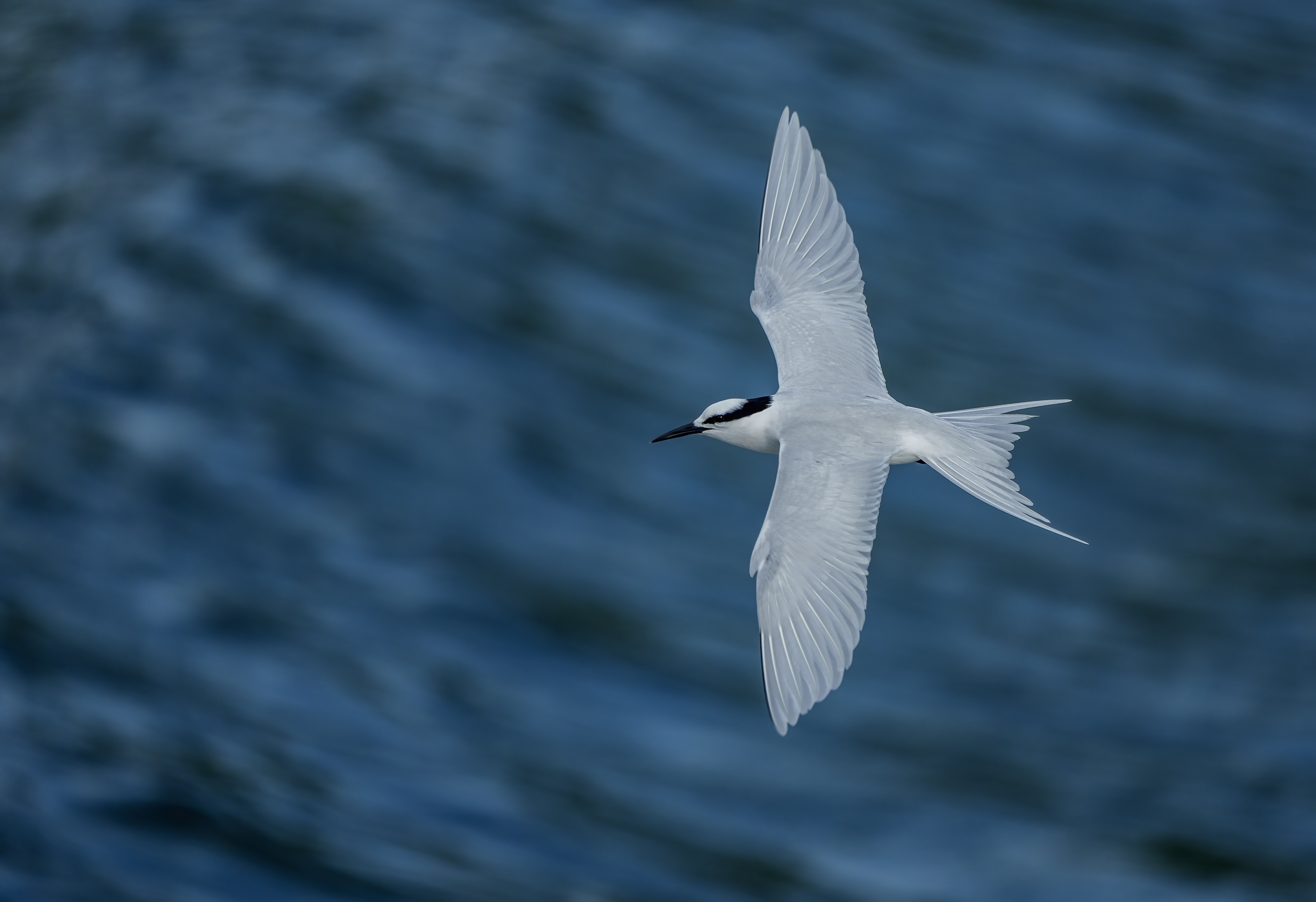 Black-naped Tern DSC03507 D.jpg