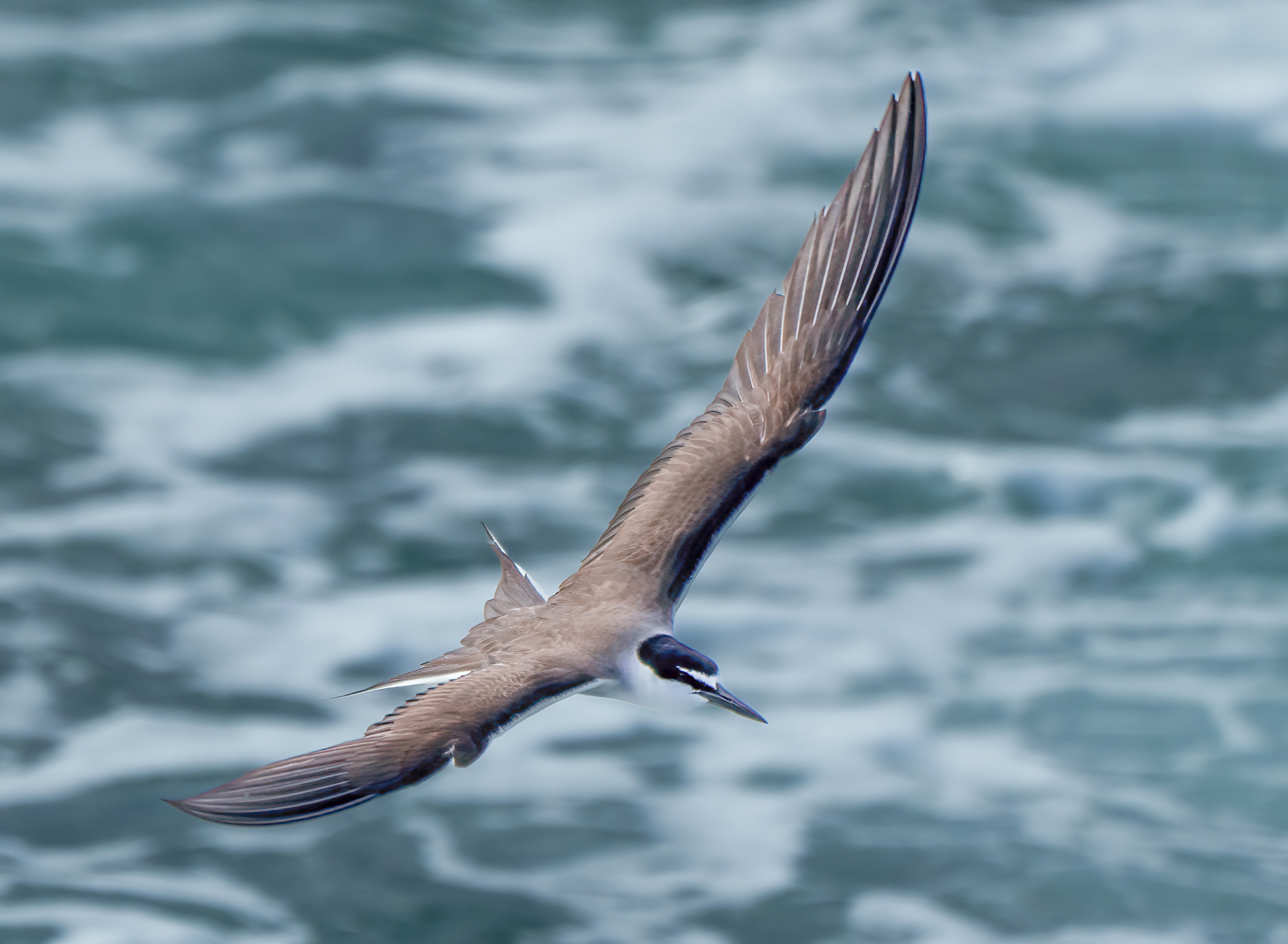 Bridled Tern DSC02090.jpg