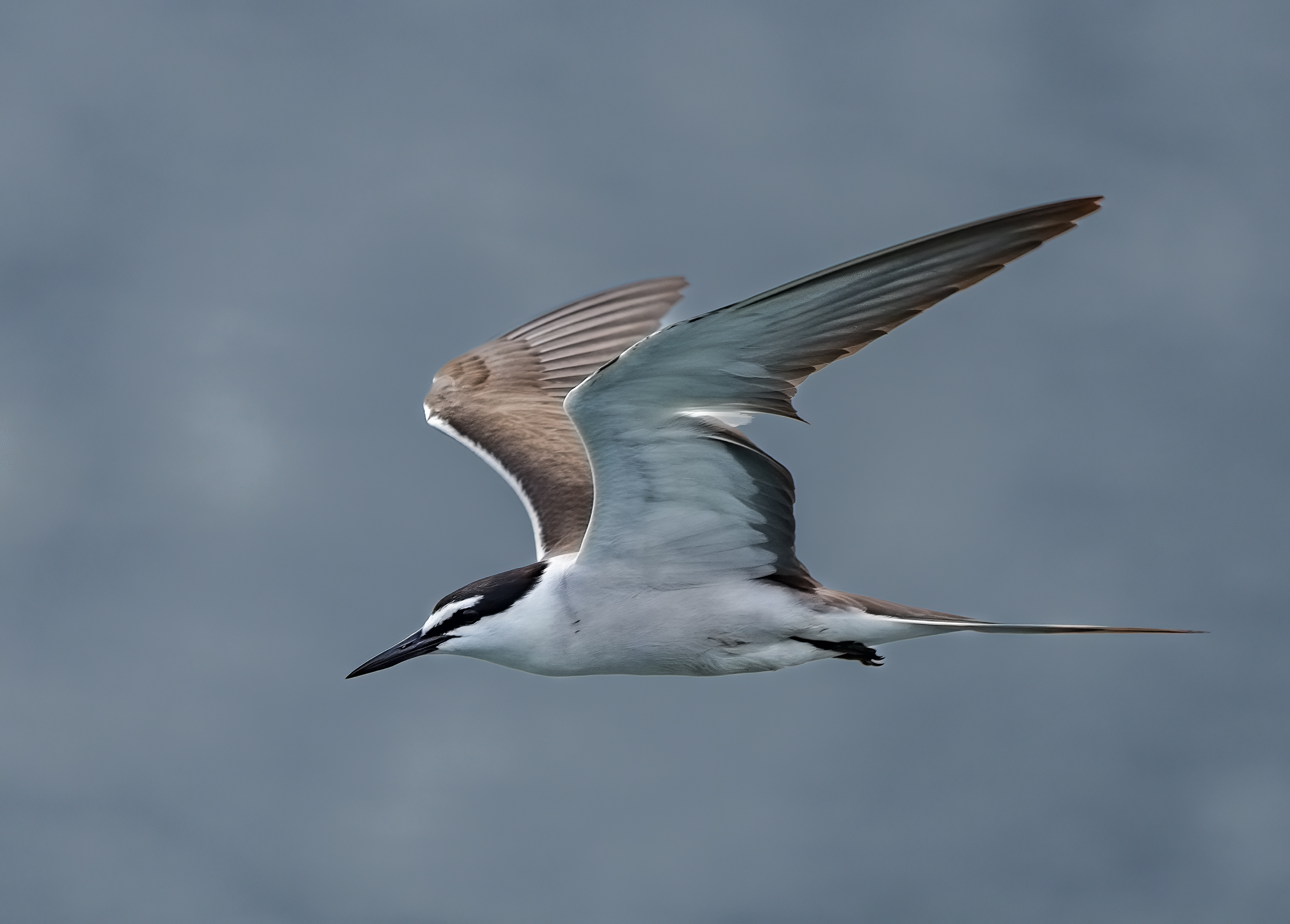 Bridled Tern DSC00486 D.jpg