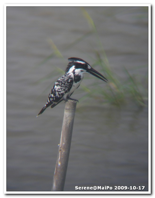 PiedKingfisher.jpg