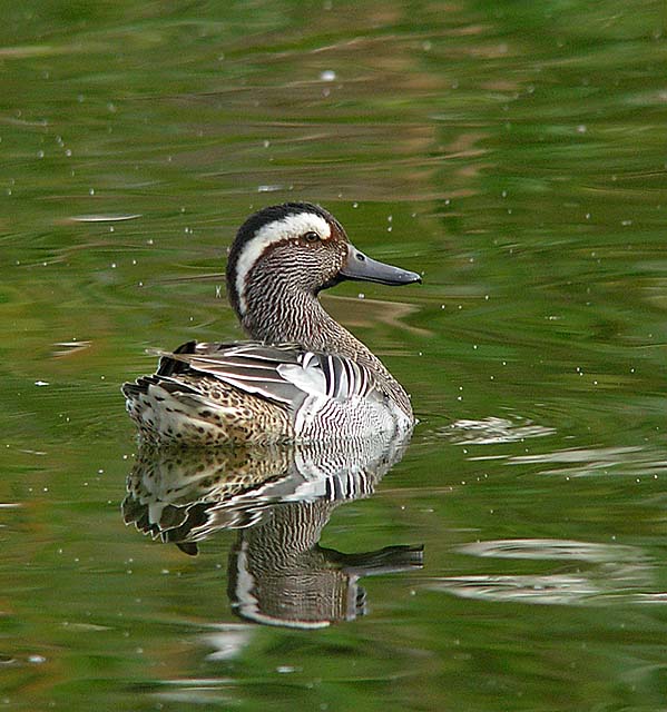 garganey.male DSCN7526.jpg