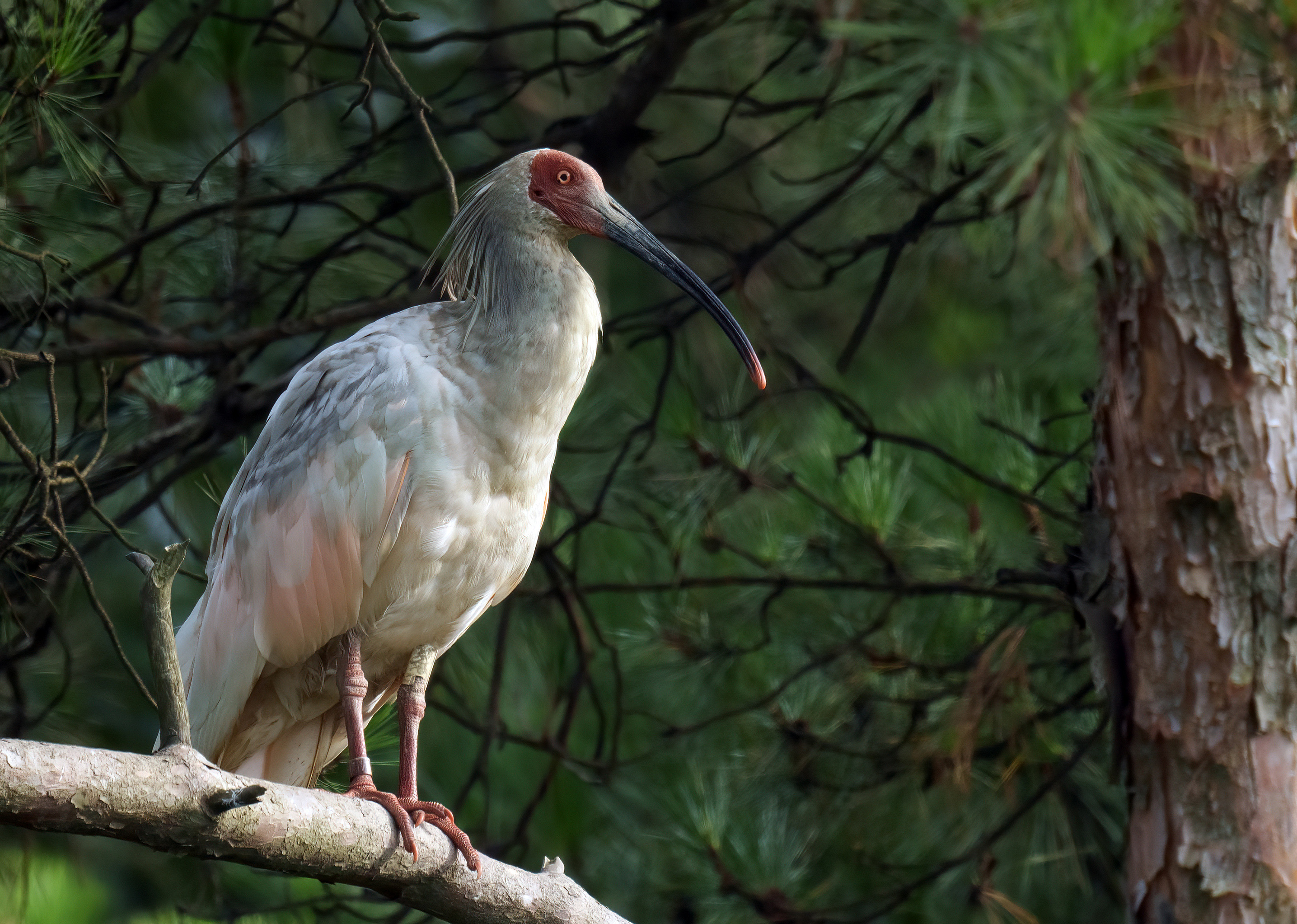 Crested Ibis 朱鹮 DSC06460 1.jpg