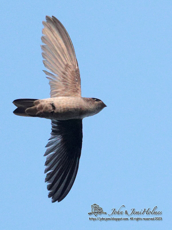 Swiftlet_2310072-01.jpg