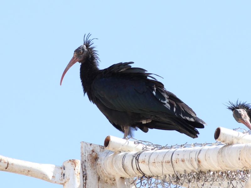 Northern Bald Ibis.JPG