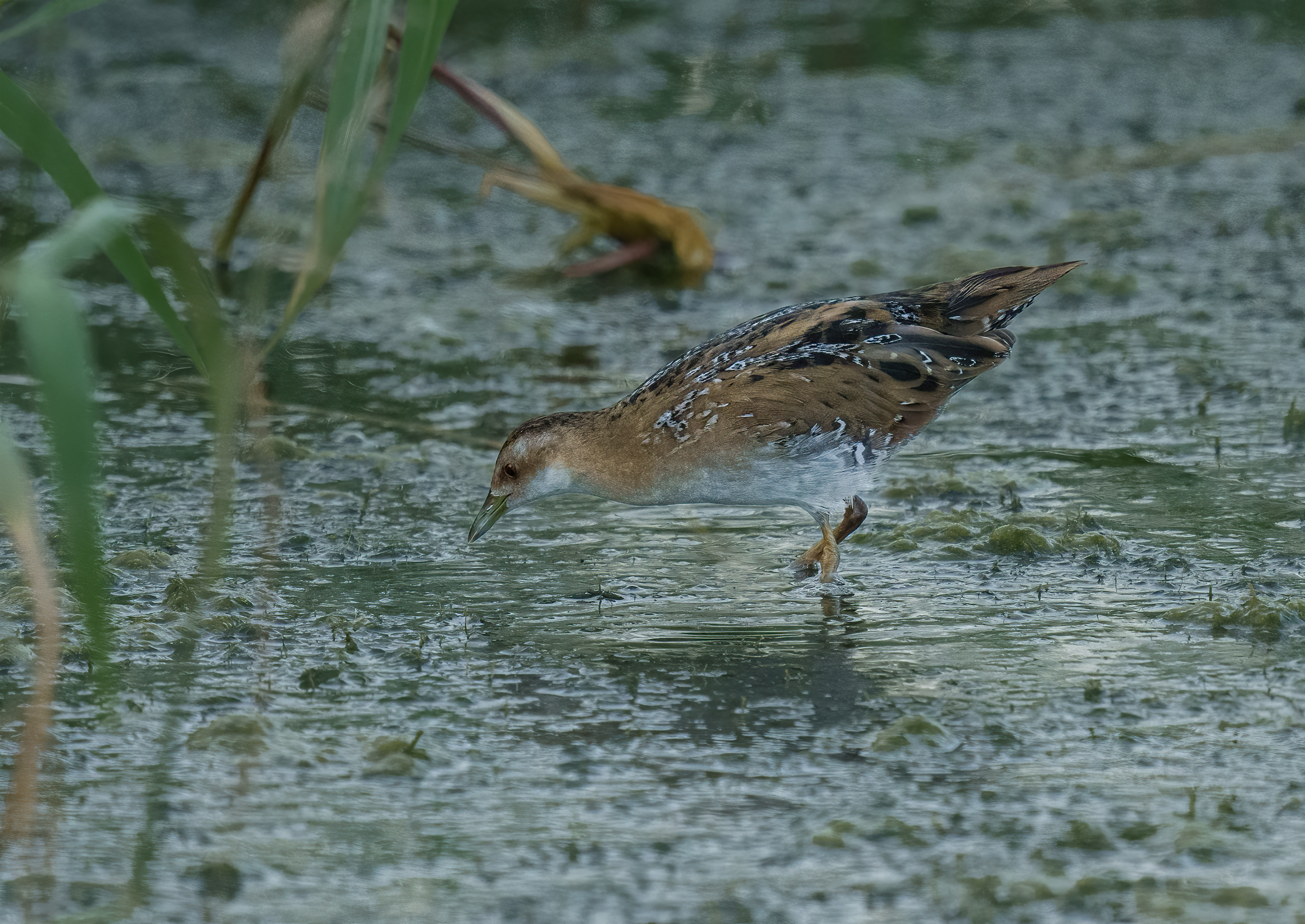 Baillon's Crake DSC04341.jpg