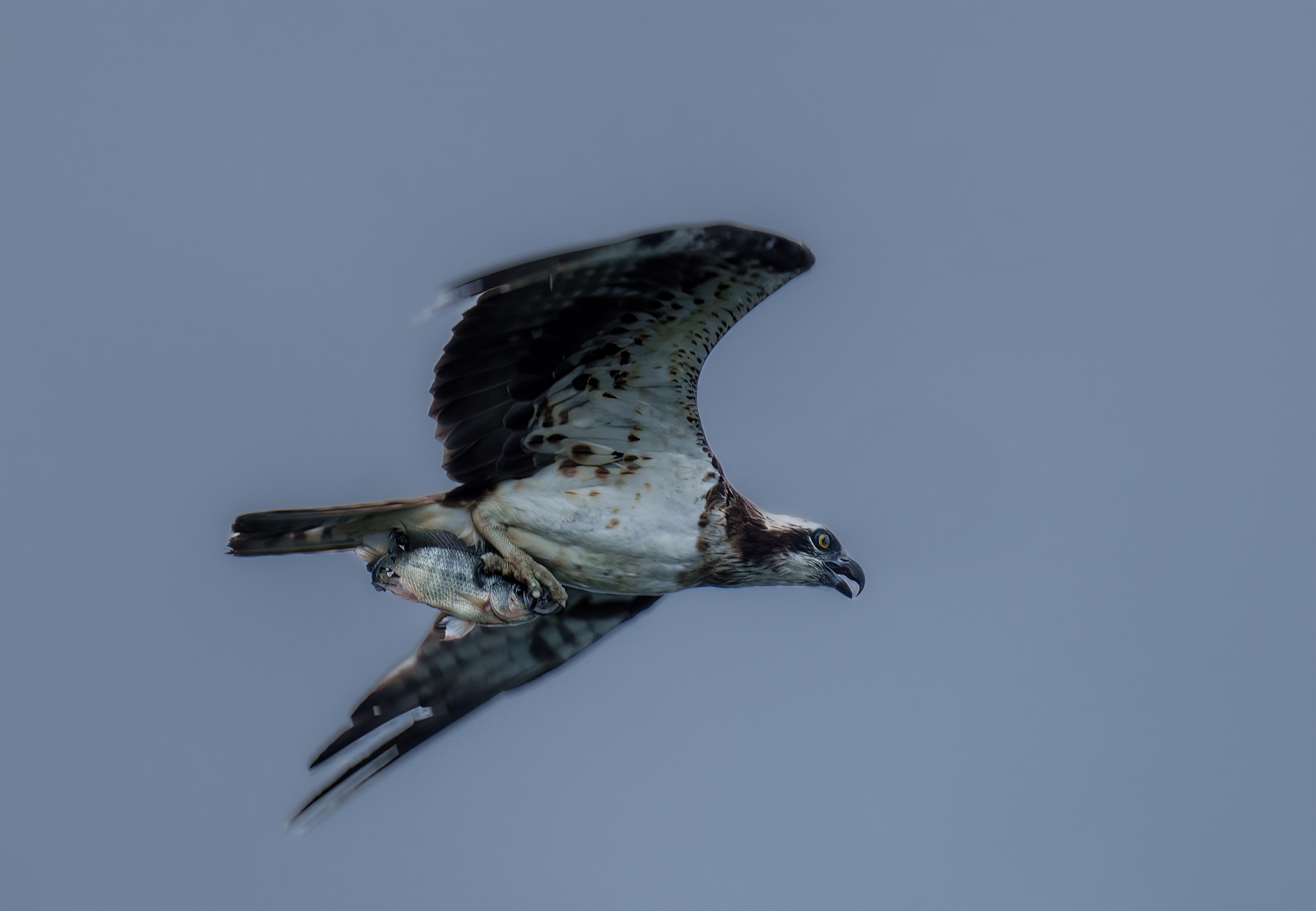 Osprey DSC03860.jpg