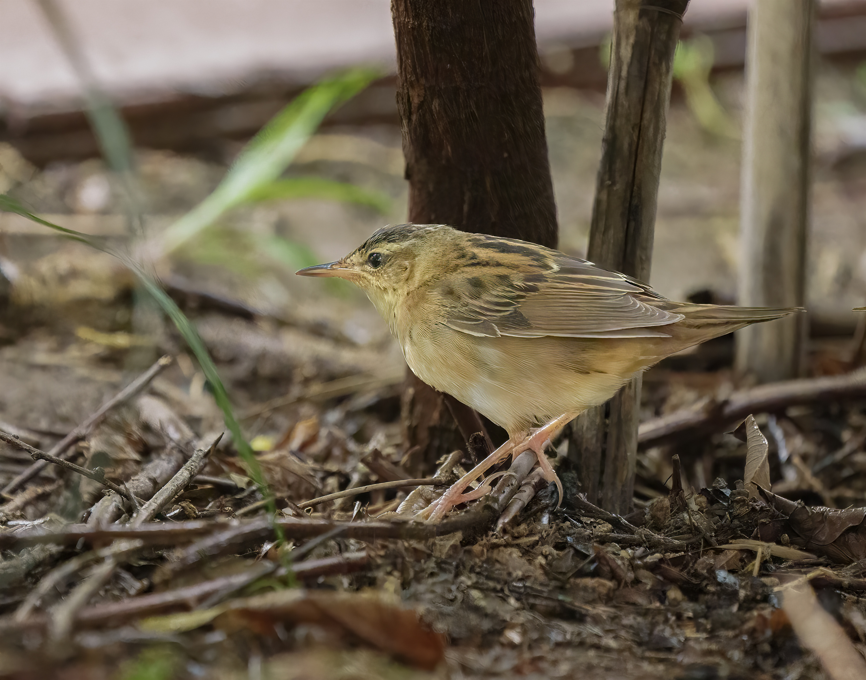 Pallas's Grasshopper Warbler DSC04630.jpg