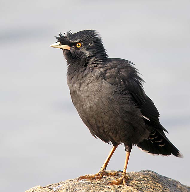 crested myna P2077964.jpg