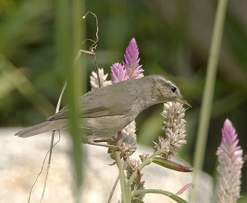 Dusky warbler.jpg