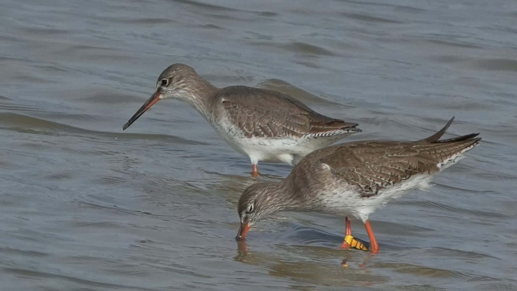 紅腳鷸 Common Redshank (IO) A7408921.JPG