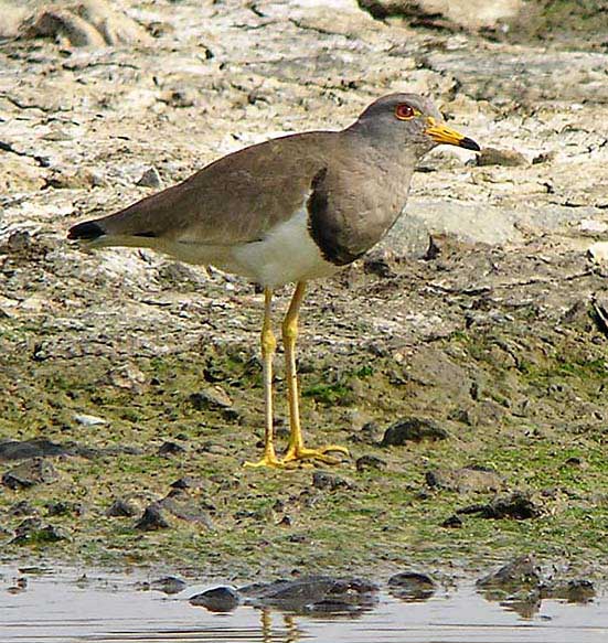 grey headed lapwing DSCN8974.jpg