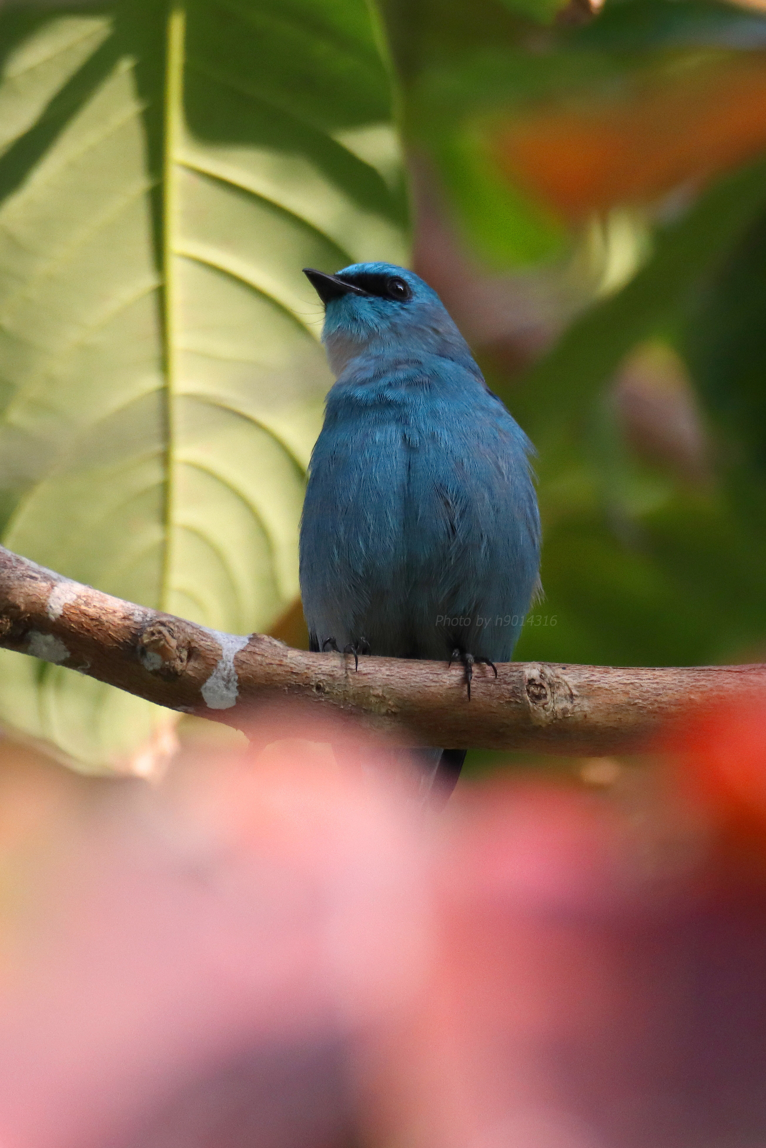 IMG_0781_verditer_flycatcher_male_signed_hkbws.jpg