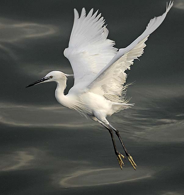 little egret.flight_DSC0017.jpg
