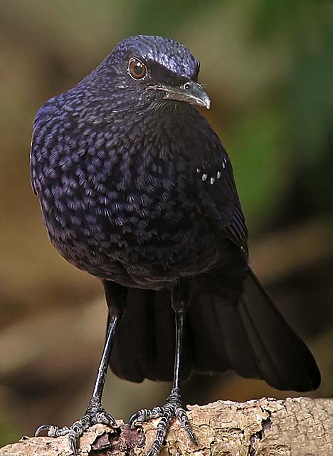 blue whistling thrush.crop.nware DSCN9053.jpg