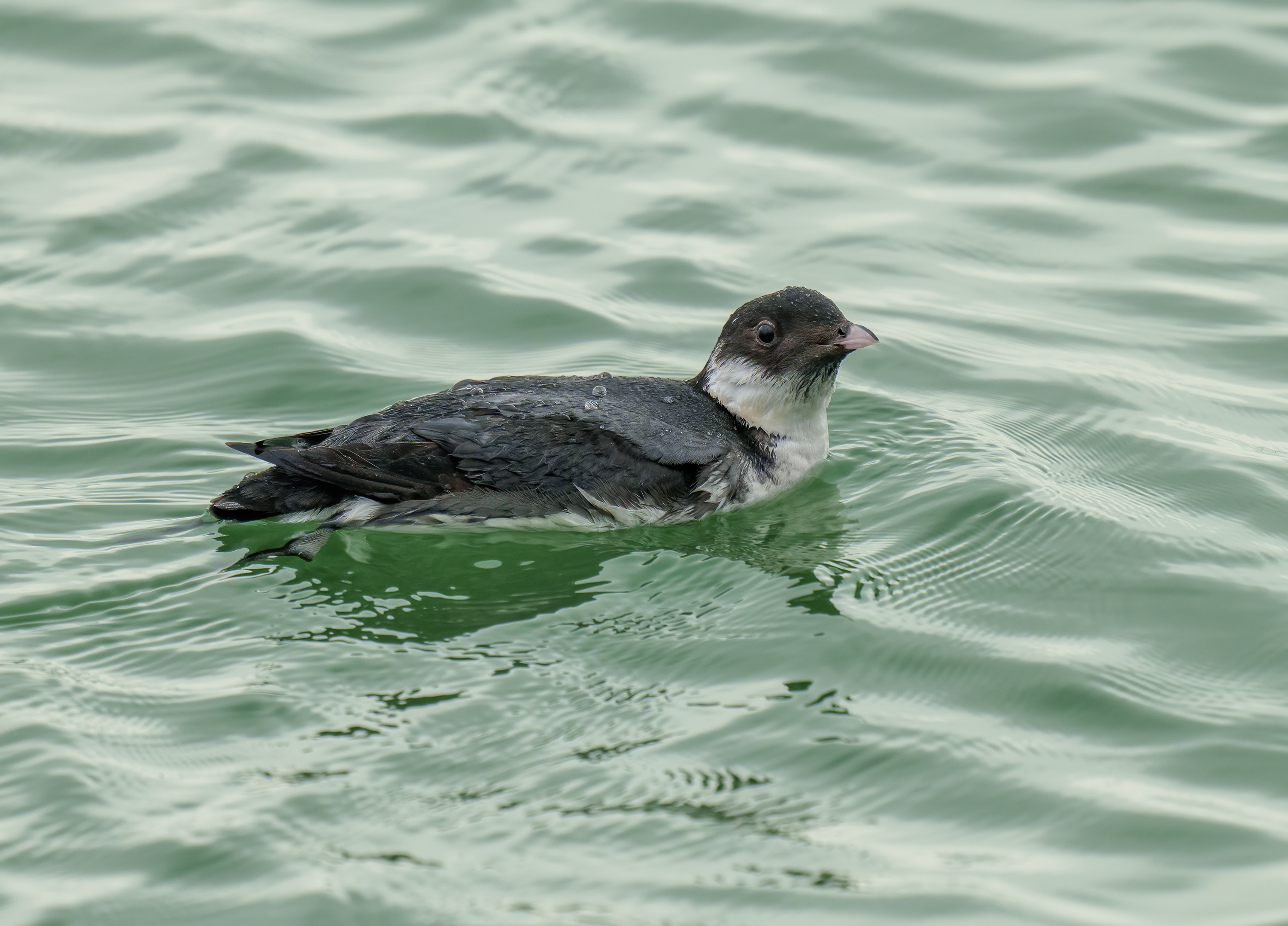 Ancient Murrelet DSC04455.jpg