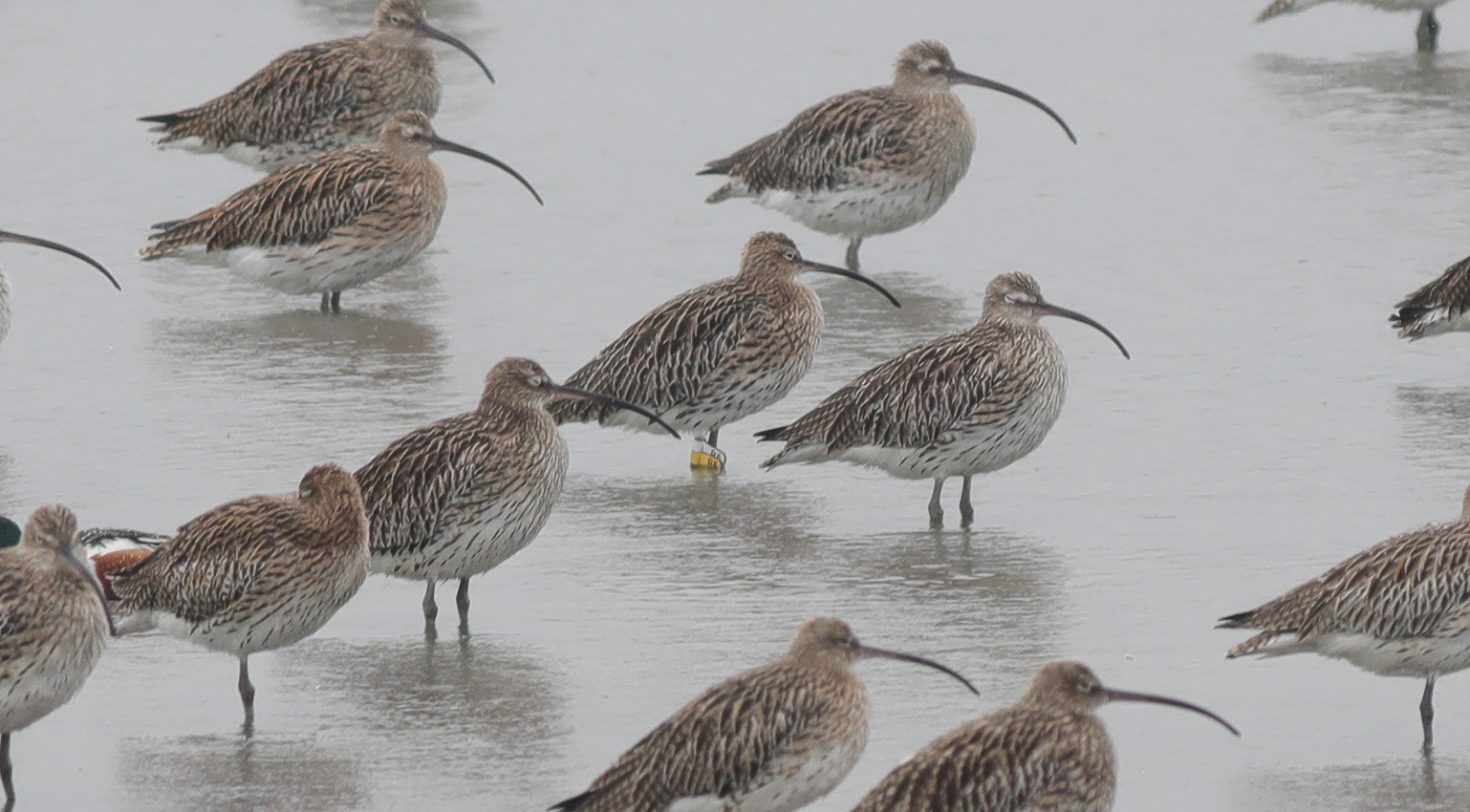 Eurasian Curlew (BA) 5.JPG