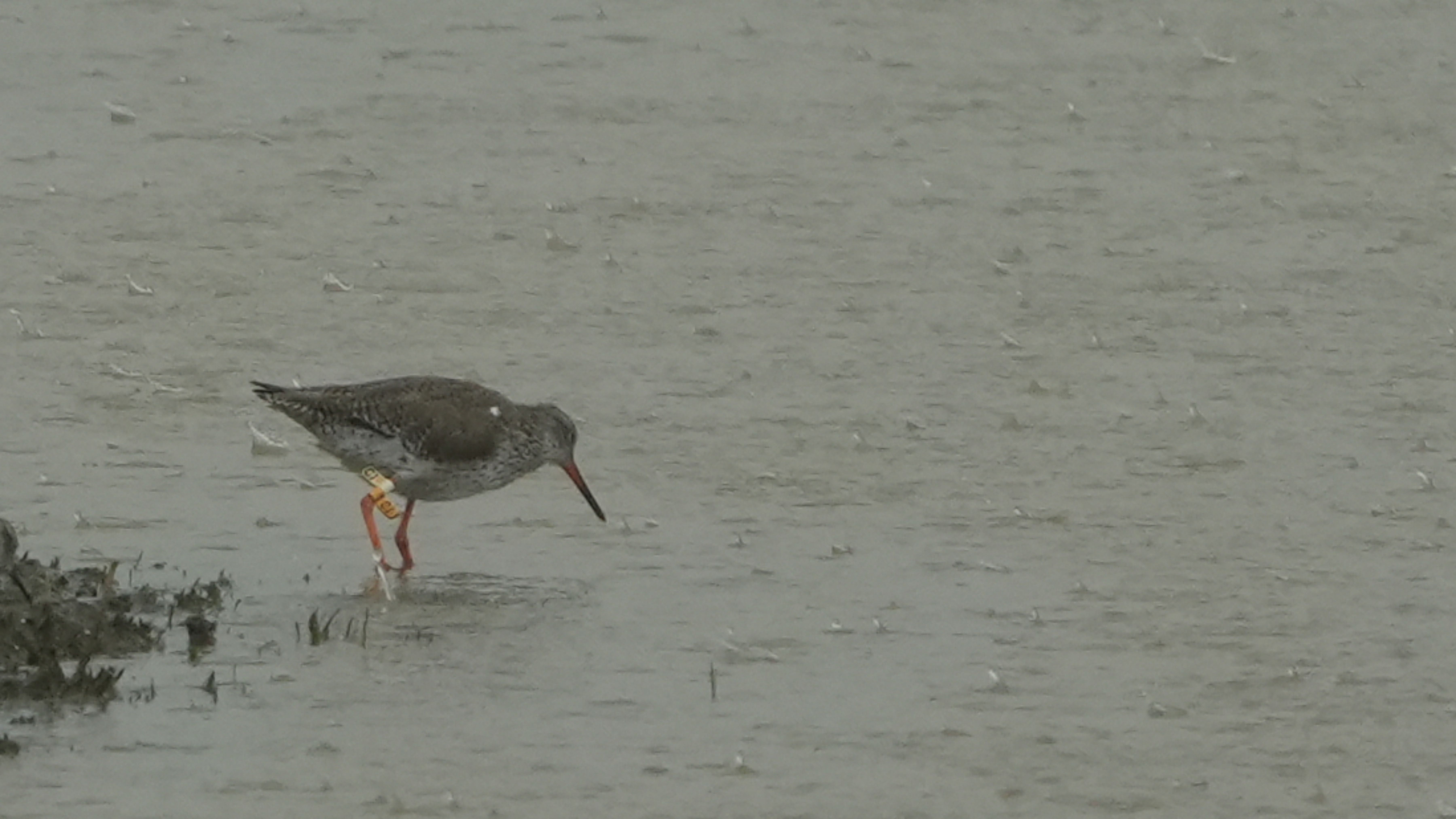 鷸 鶴鷸 Spotted Redshank   (CI) A7403887.JPG