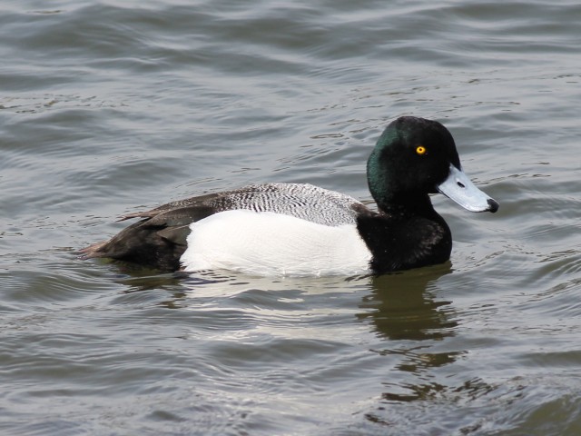 Baer's Pochard (m).JPG