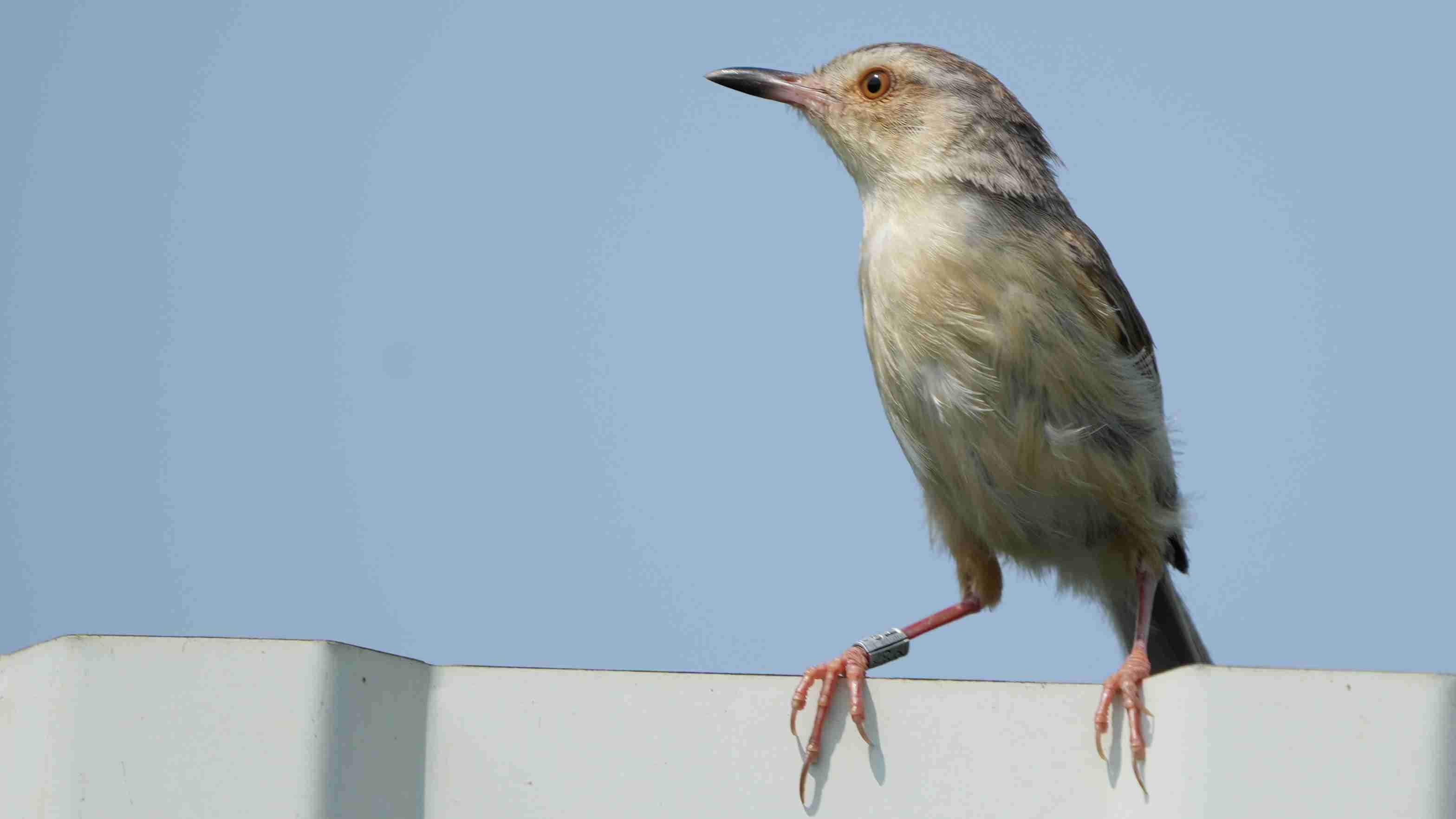 鶯  純色山鷦鶯 Plain Prinia A7407426(ringed)A.JPG