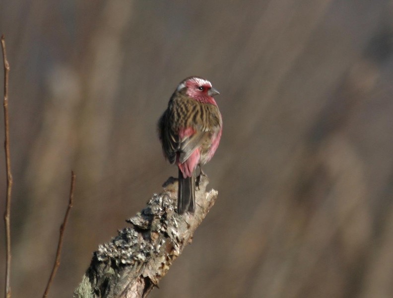 wbrosefinch1.jpg