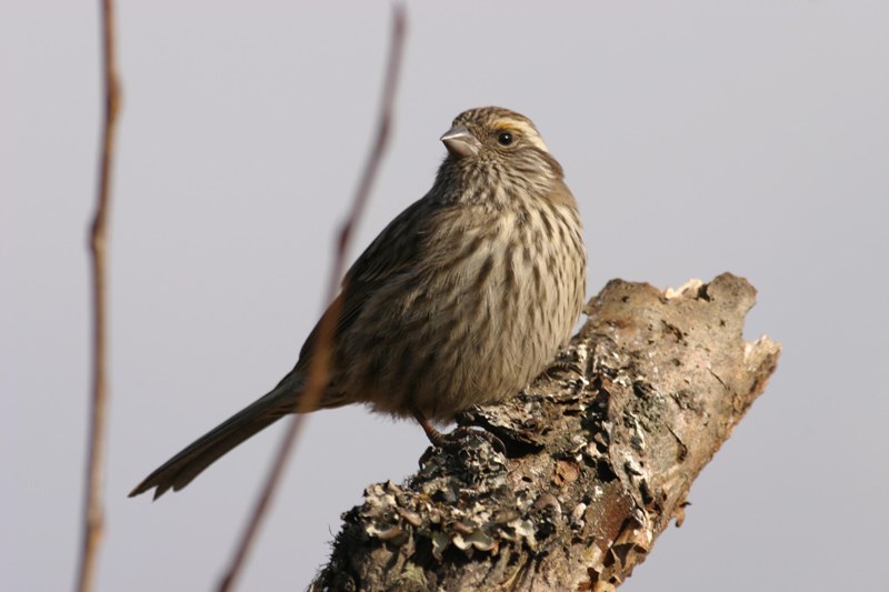 wbrosefinch2.jpg