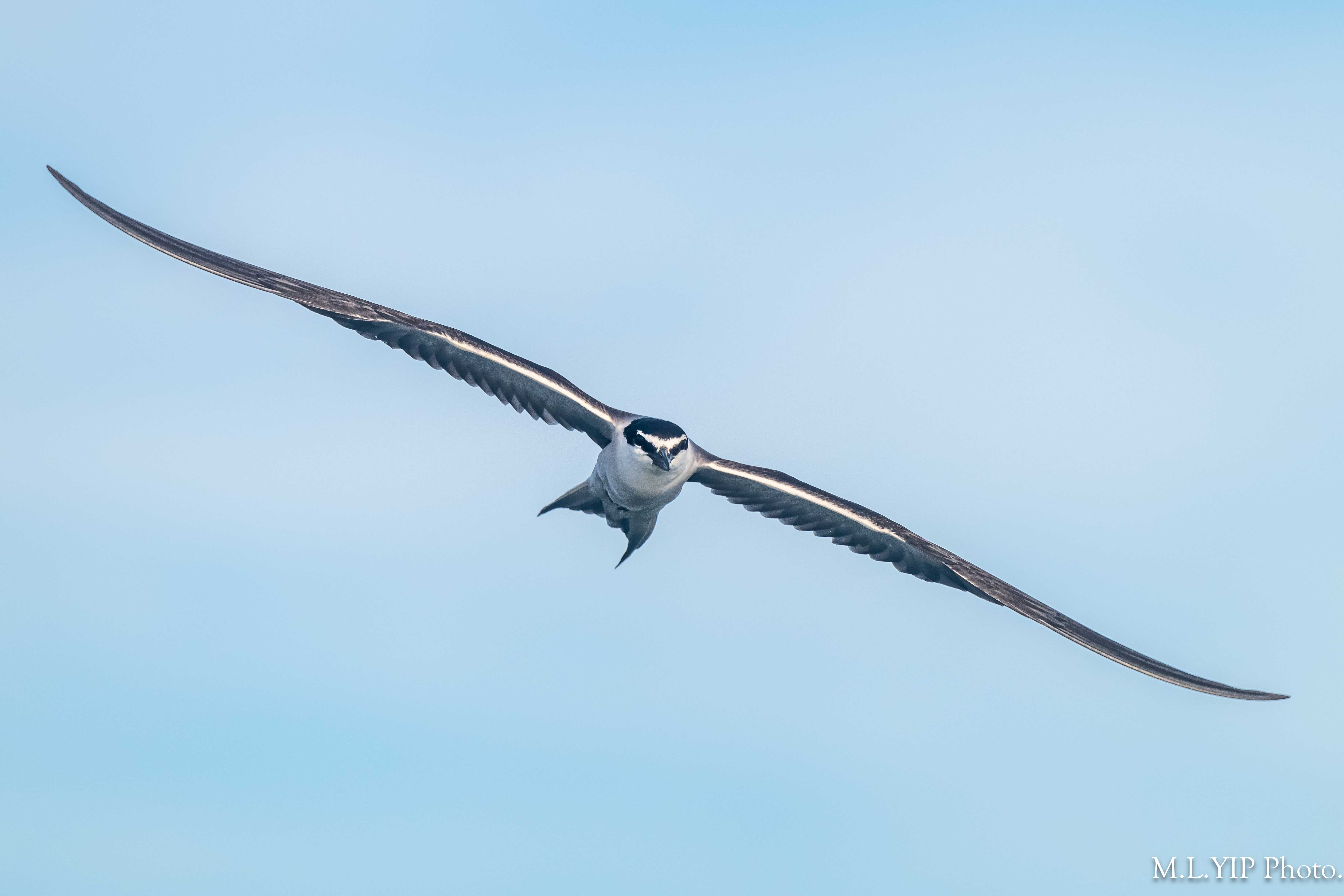Z8F_7327.jpg