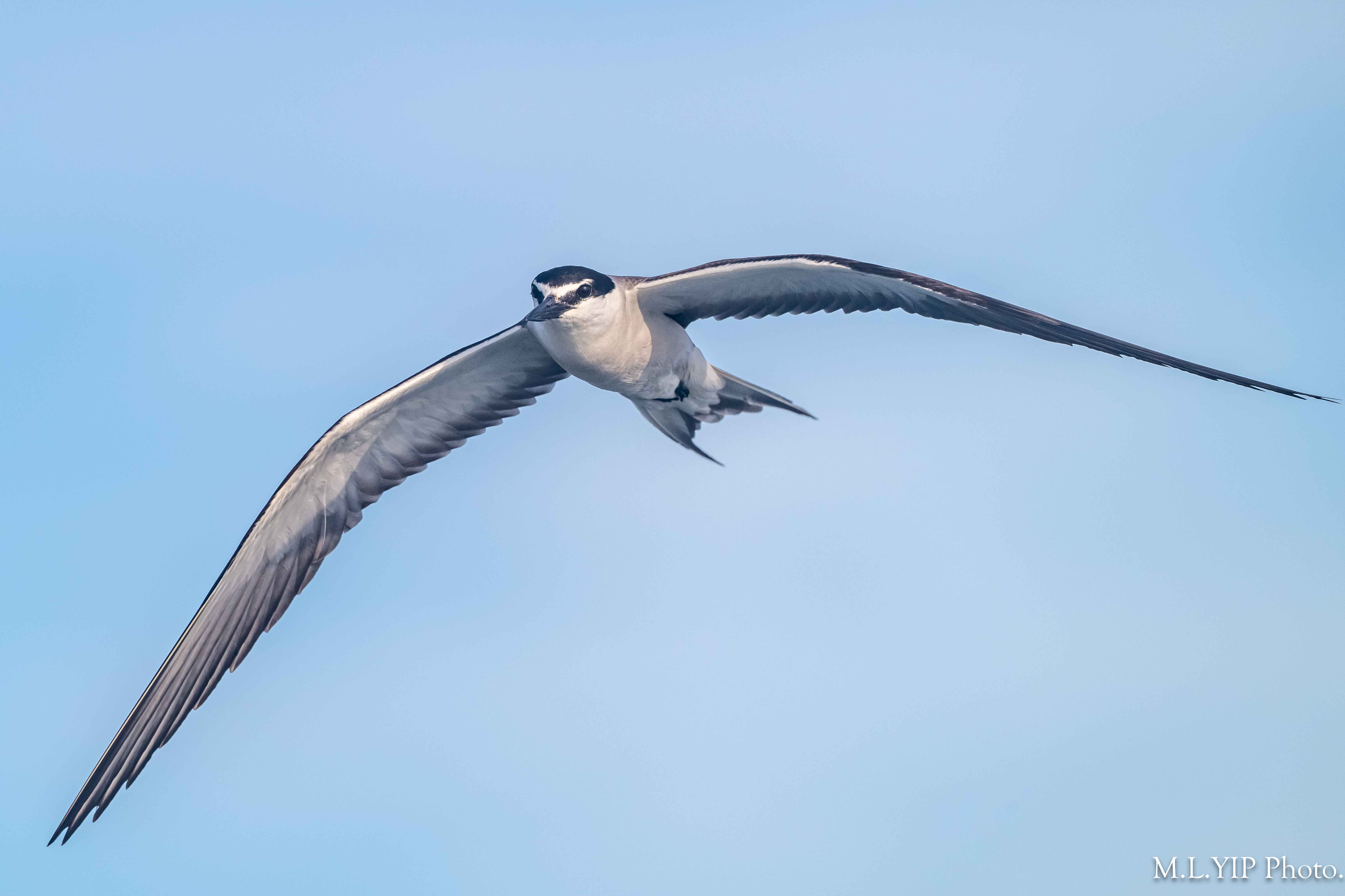 Z8F_7337.jpg