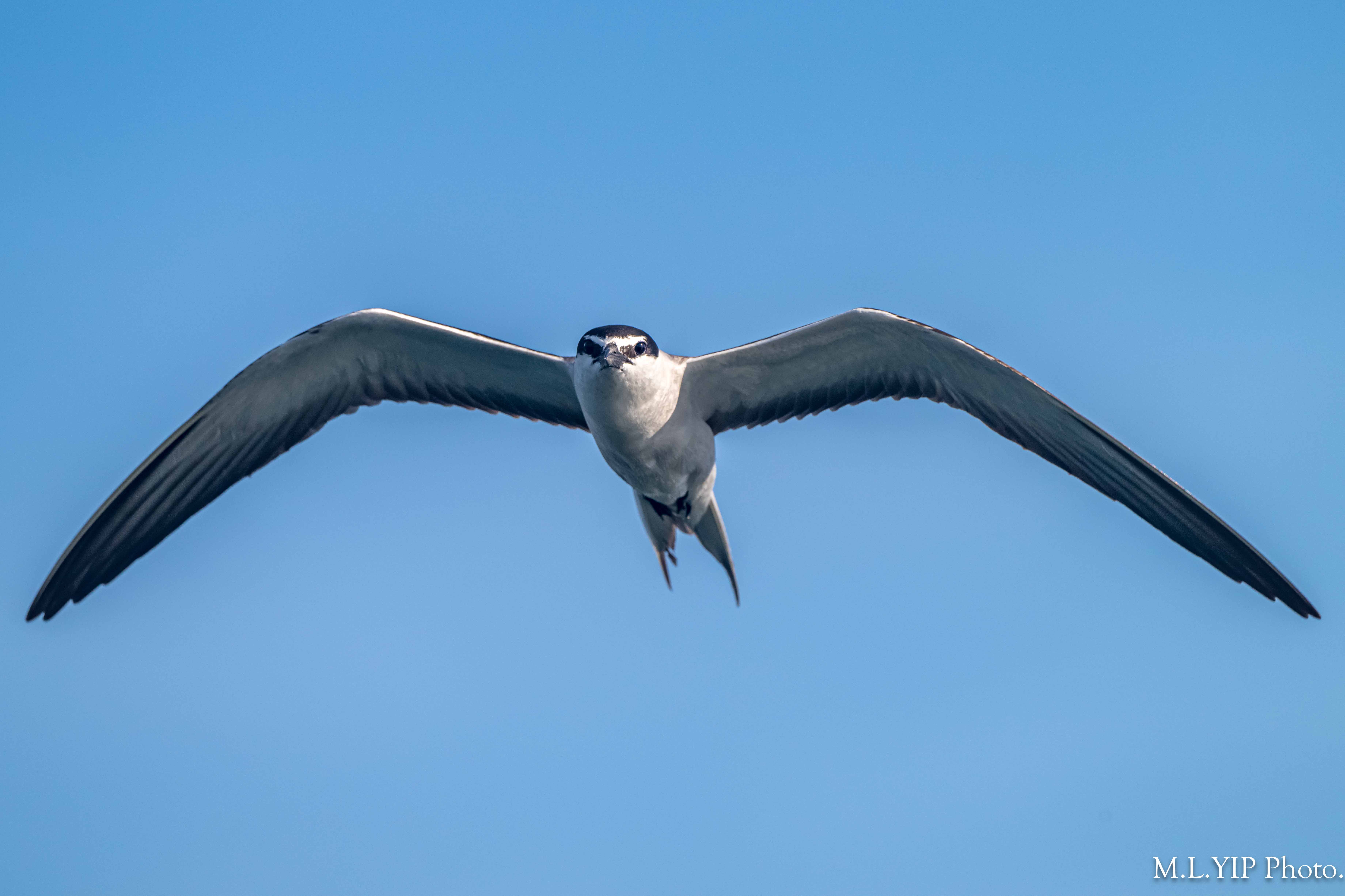 Z8F_7837.jpg