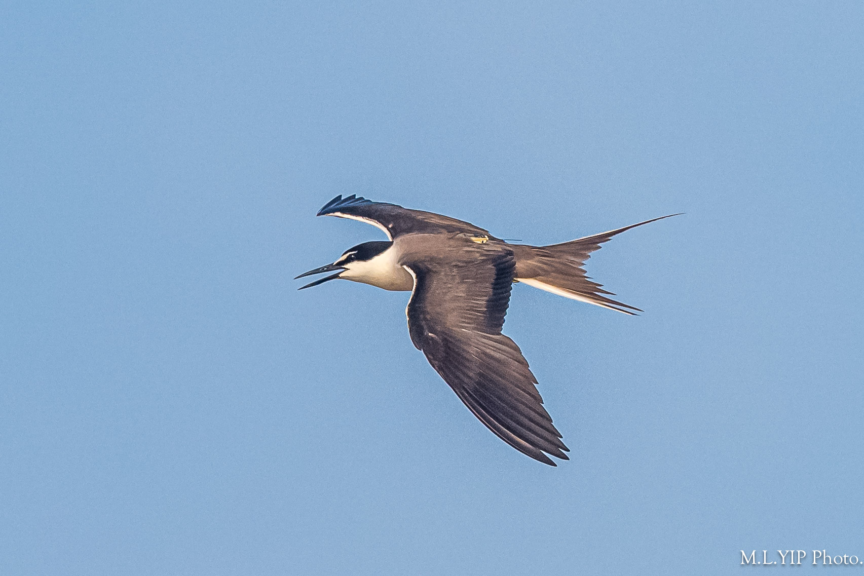Z8F_0194.jpg