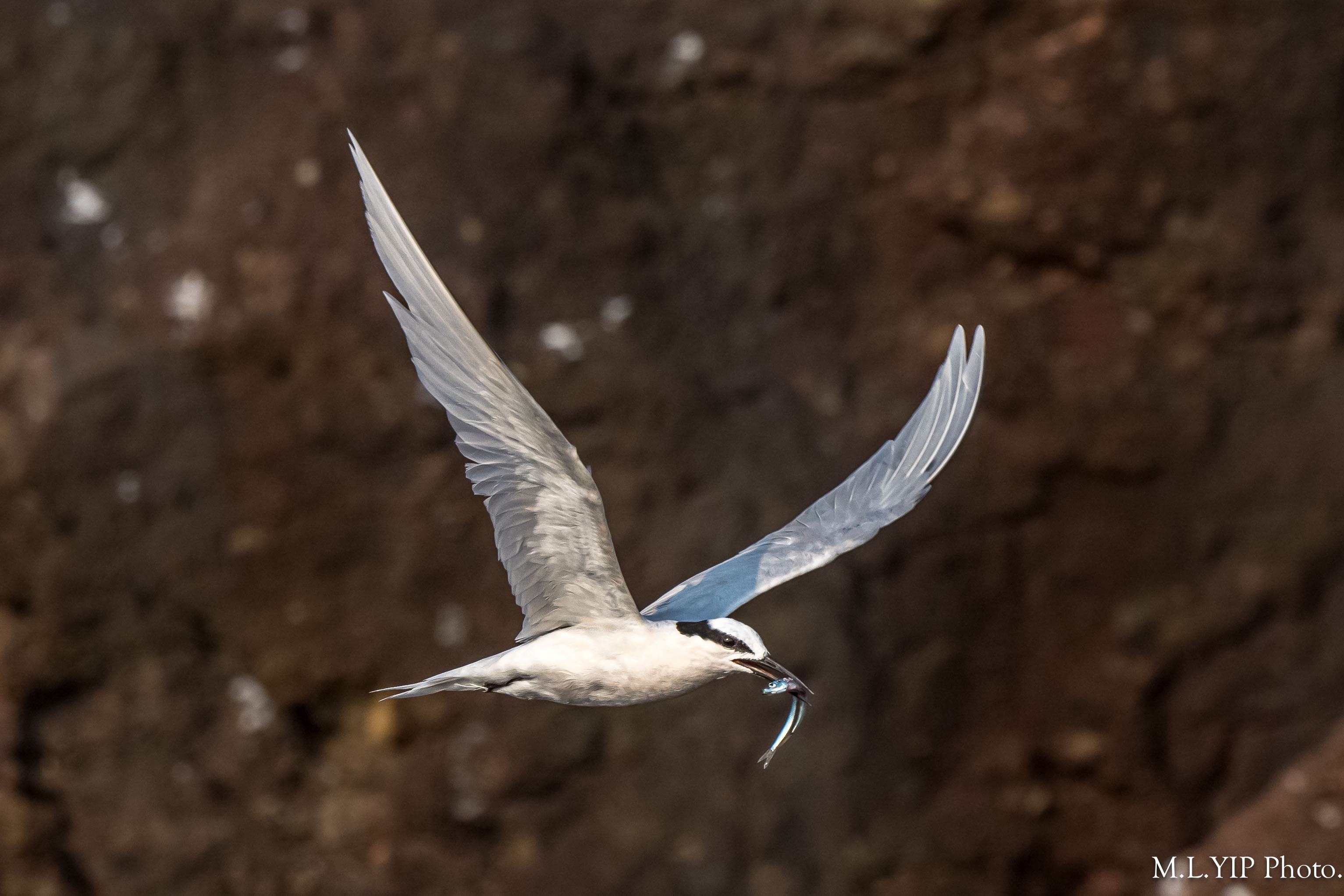 Z8F_0440.jpg