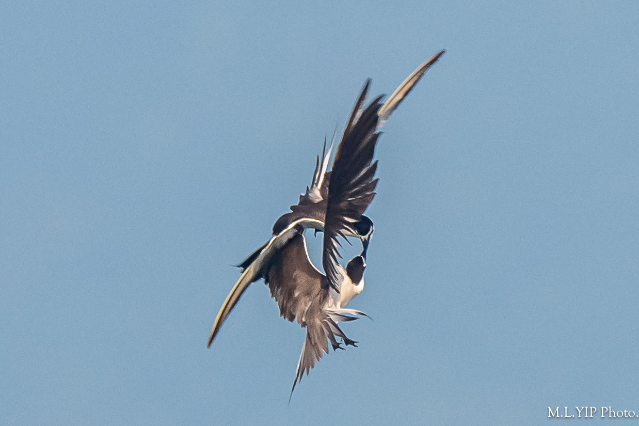 Z8F_1025.jpg