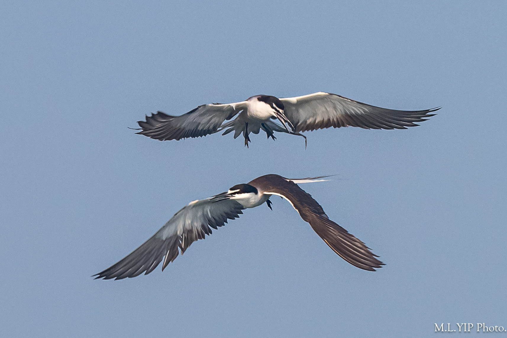 Z8F_1059.jpg