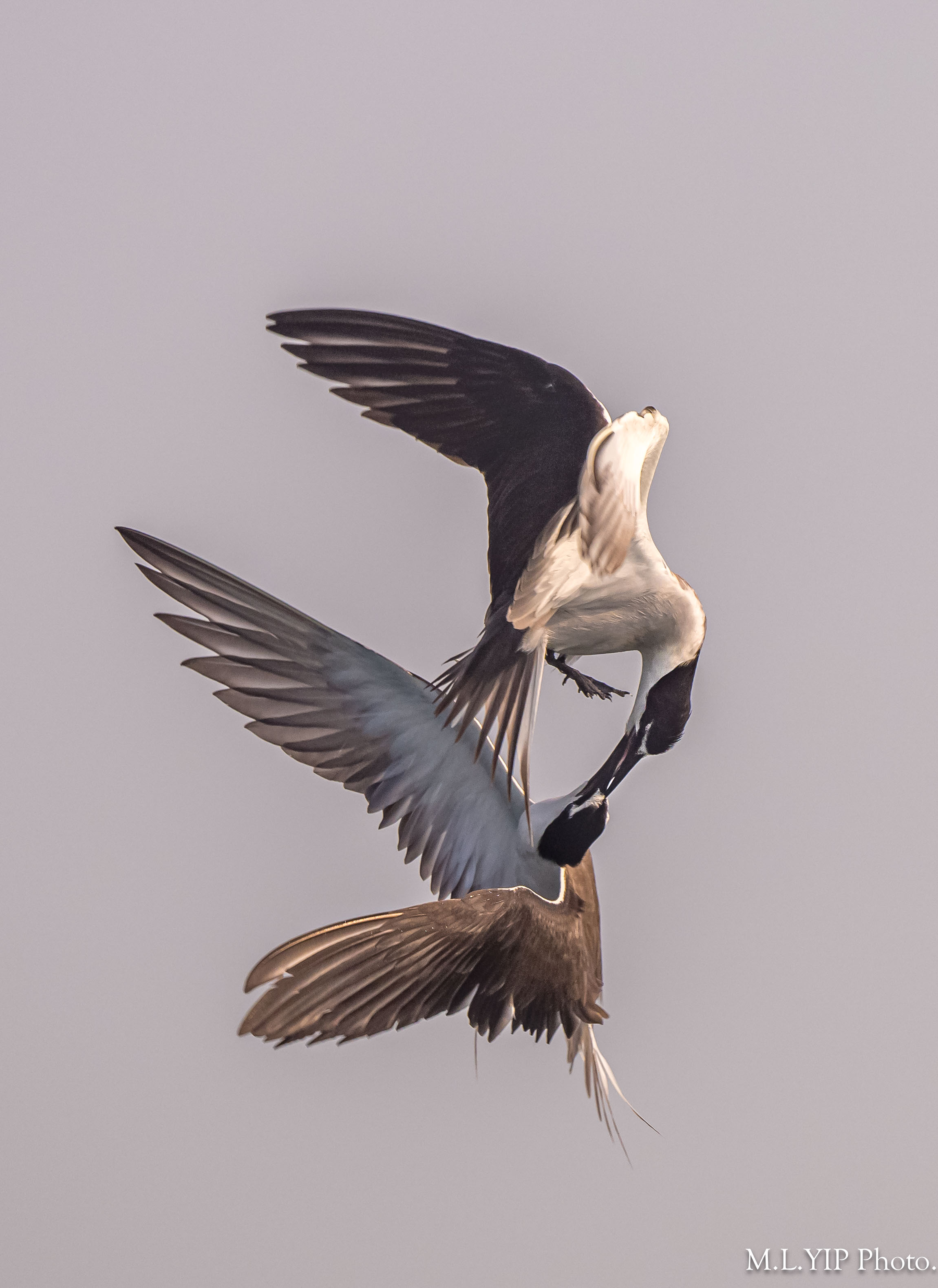 Z8F_1112.jpg