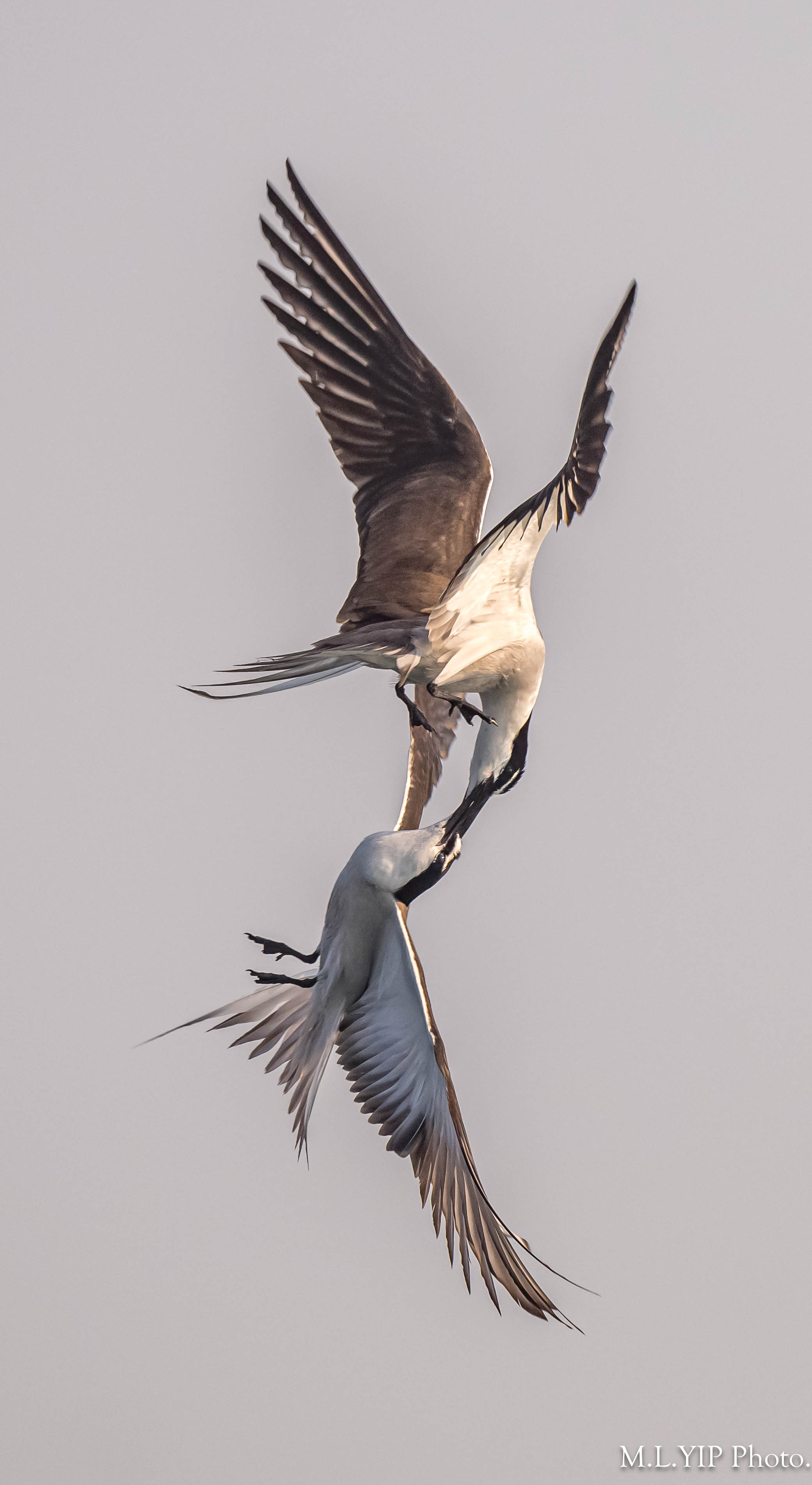 Z8F_1115.jpg
