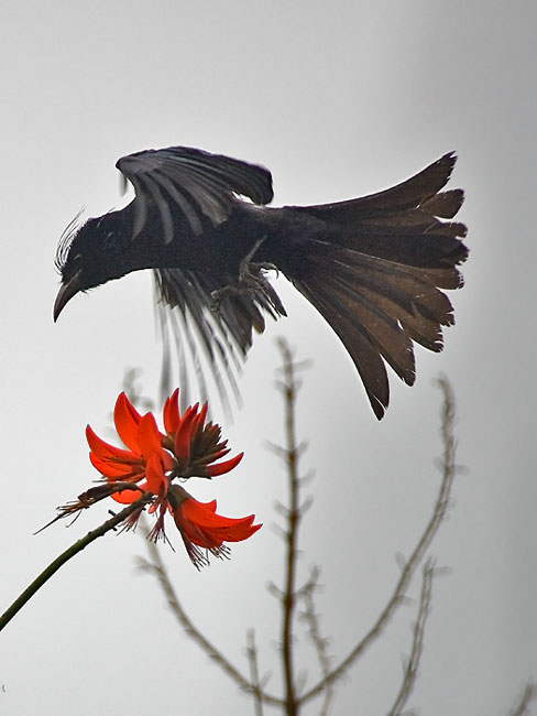 Hair-crested-drongo.jpg