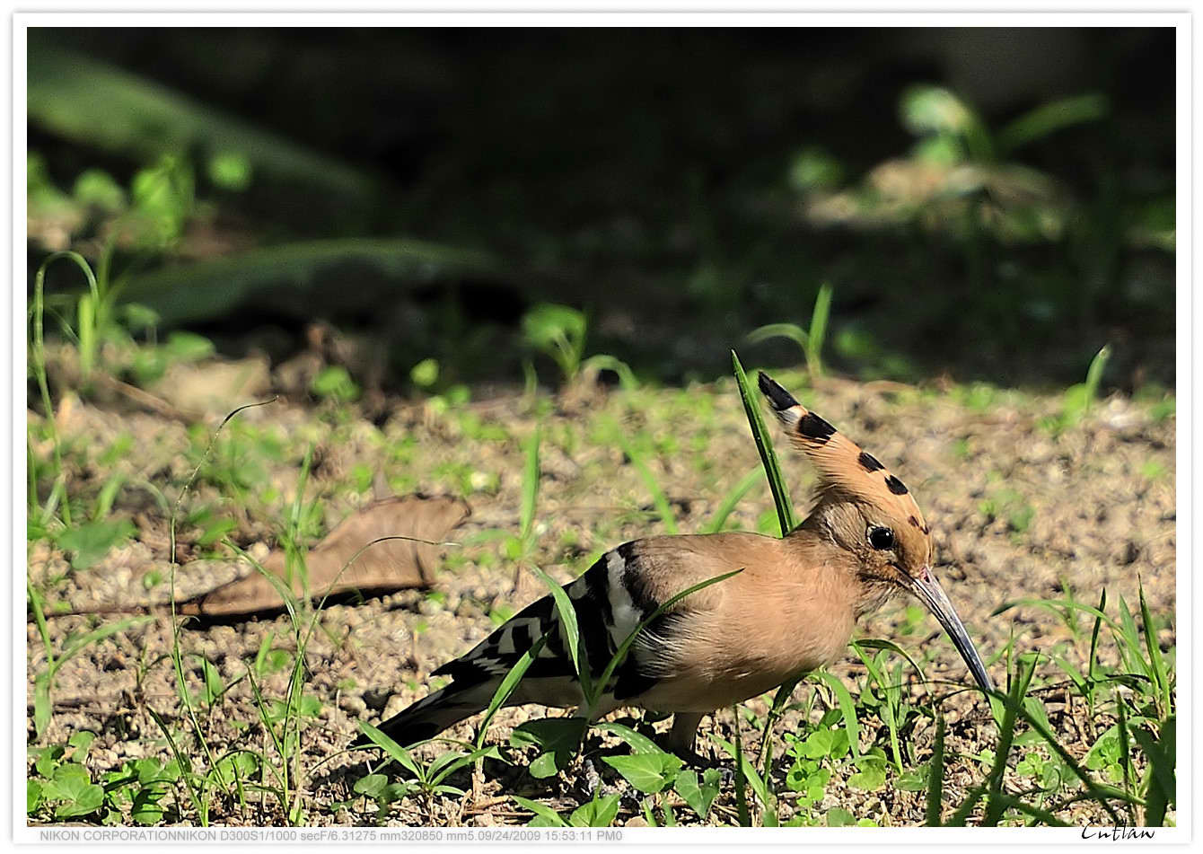 20090924-EurasianHoopoe_Ching-Yi-Park.jpg