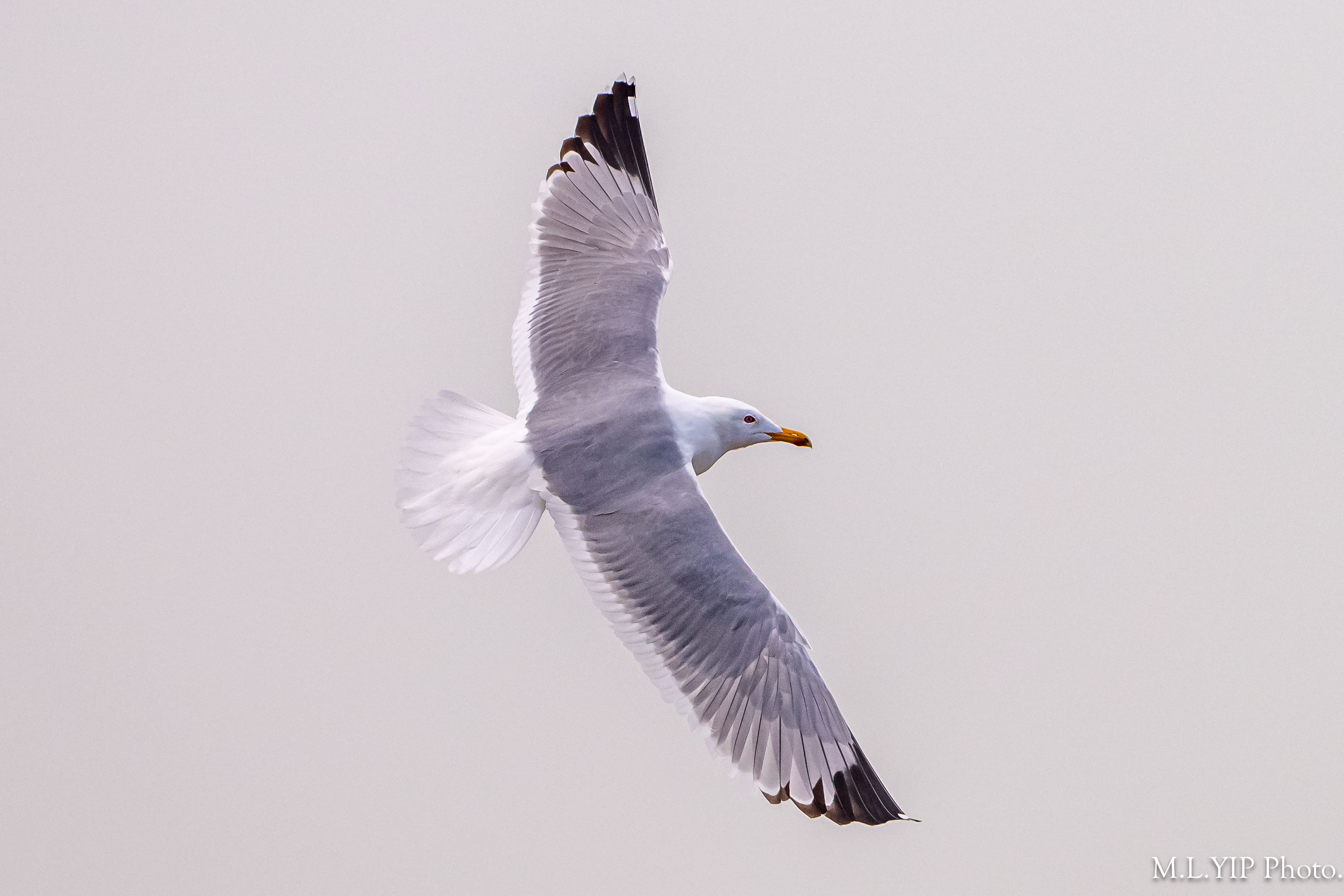 Z8L_4610.jpg